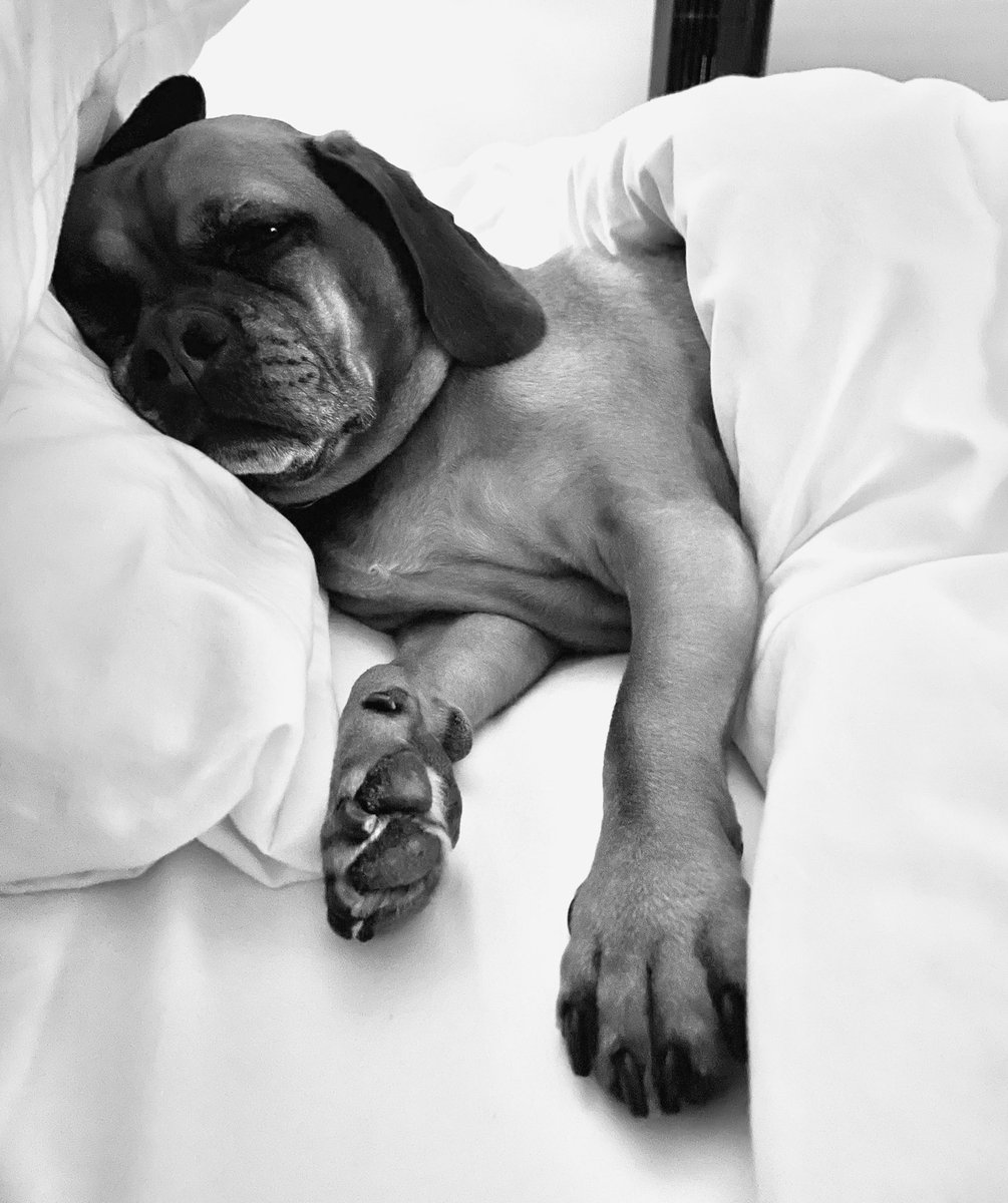 ChadSpickler's tweet photo. @BedBathBeyond Tug is rolling into 2022 loving our new Nestwell Pima cotton sheet set… He has taken over the bed! https://t.co/TxIlk0O87A