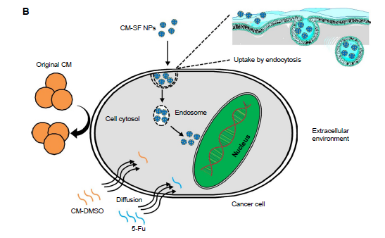RBResearchTeam's tweet image. Curcumin–silk fibroin nanoparticles can be used as a promising colon cancer therapy due to the improved inhibition effect on colon cancer cells, HCT116 by 94 % compared to 5-Fu. (Xie et al., 2017)
Source: doi.org/10.2147/IJN.S1…
Shared by: Khairun
