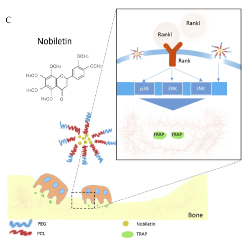 RBResearchTeam's tweet image. At high concentrations of 50 μM, Nobiletin-loaded micelles (NOB-PEG-PCL) showed improved biocompatibility relative to nobiletin by 55% and did not yield cytotoxicity in bone marrow-derived macrophages (BMM). (Wang et al., 2019)
Source: doi.org/10.2147/IJN.S2…
Shared by: Khairun