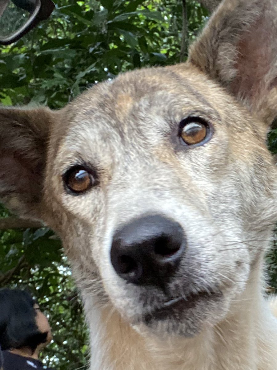 boos_project's tweet photo. 👀 

I see a haffy boo ear coming for all of us! Especially for those who buy are 2022 calendar. 

Haffy New Ear. 

#happynewyear #happynewyear2022 #newyear #newyear2022 #dogsoftwitter #doglovers #doglife https://t.co/0tCwqveJms