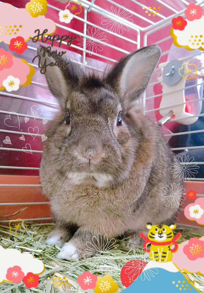 riel_0310's tweet photo. あけましておめでとうございます。
なかなかツイートしてないアカウントですが(苦笑)、リエルの写真をこれからものんびりとあげていけたらと思っています。
今年もよろしくお願いいたします🐇 https://t.co/rwpGPsXrWc