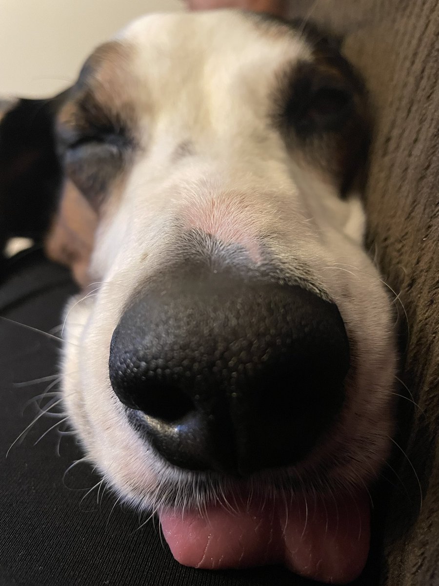 thedudewooflops's tweet image. New Years Boops! 🐶@boopmynose #DogsOfTwitter