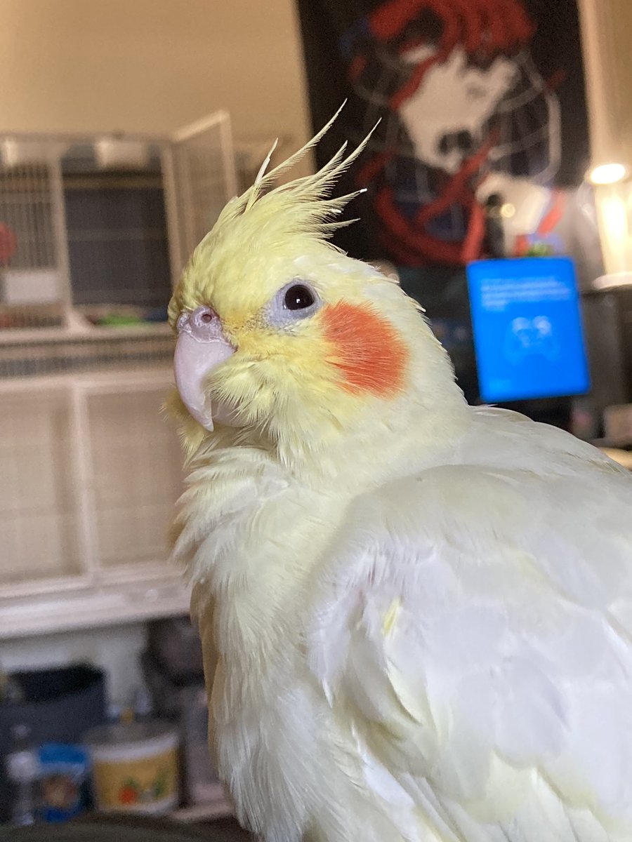 sugartiel's tweet photo. Happy New Years everybody! Hope your 2022 is filled with lots of love and endless amounts of millet 🥳💗 https://t.co/VkfqiHl3Ln