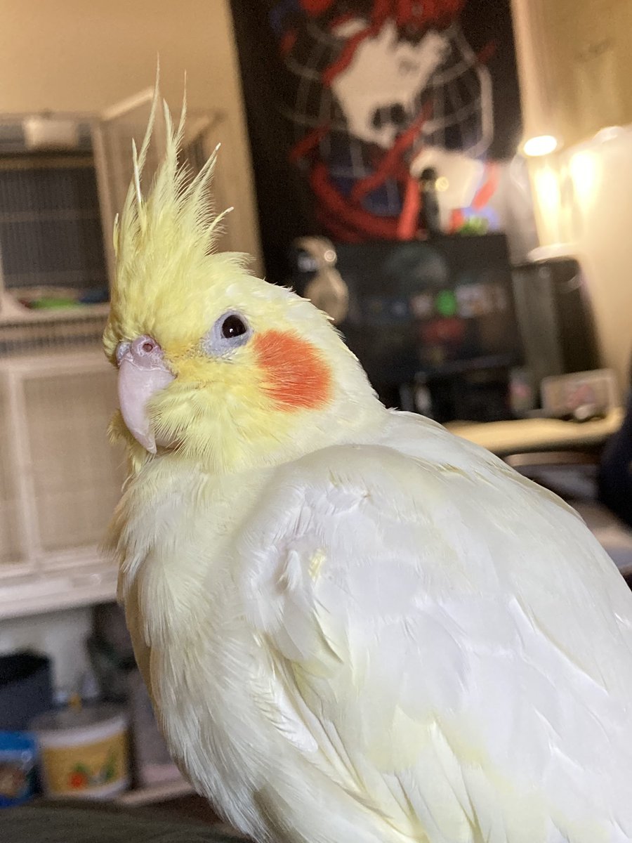 sugartiel's tweet photo. Happy New Years everybody! Hope your 2022 is filled with lots of love and endless amounts of millet 🥳💗 https://t.co/VkfqiHl3Ln