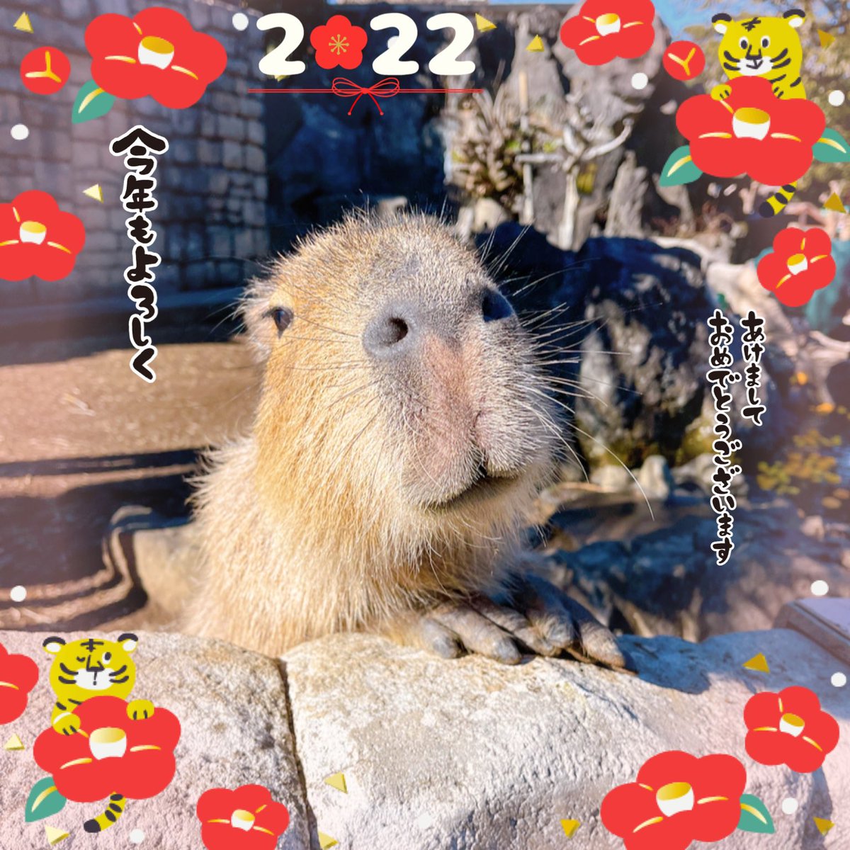 christybibi's tweet photo. あけましておめでとうございます…
今年もよろしくお願いします…
⛩⛩⛩
#あけおめ 
#カピバラ 
#スイーツおせち https://t.co/ydFsh56OGa