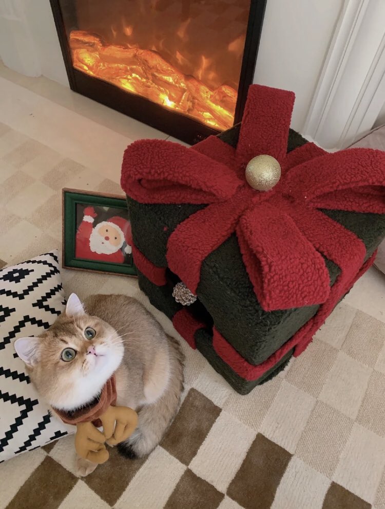 Ana_Esos's tweet photo. Merry Christmas🎁🎄 cute cat today https://t.co/QGZ5Sfjwfu