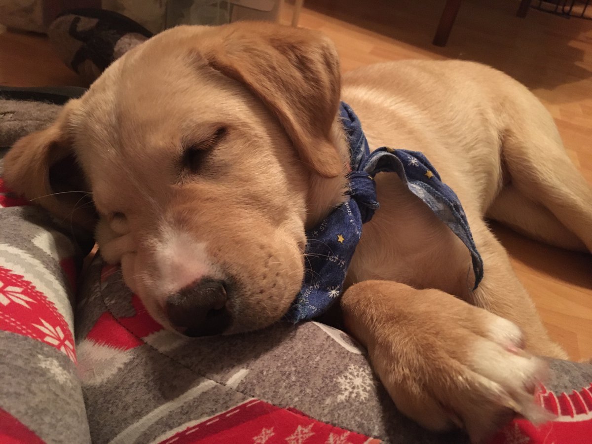 HobbesDogs's tweet photo. Spending Christmas home alone with the dogs, and yes, I'd rather be with my family, but no, this is not too bad. #VisionsOfSugarplums #FutureDogGuide #COVIDChristmas2 https://t.co/0b8LSkccDX