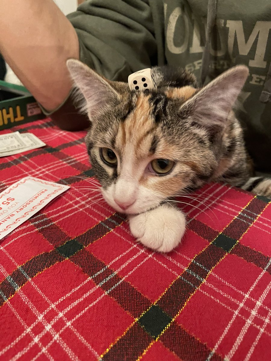beeelizbth's tweet photo. Dice cat https://t.co/Em1o4jbPt4