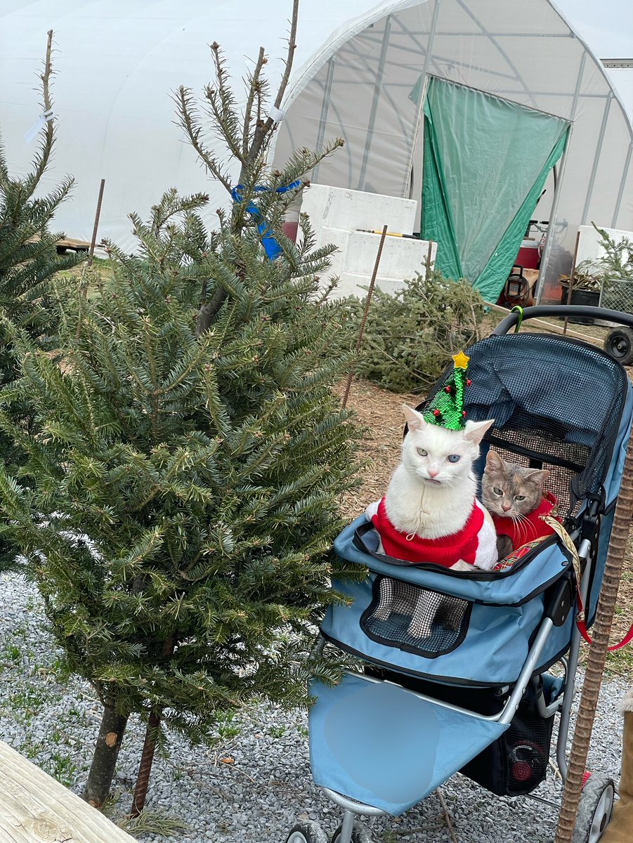 RoyalFisherCats's tweet photo. We 😺😸kitties picked out our Family Christmas🎄Tree, 😸since it’s😼😼 our Annual ✨Tradition, and our designated 🌲job, that we 😸😺look forward to every year!! #MerryChristmas #Christmas #ChristmasTree #ChristmasEve #Christmas2021 #holidayseason #MerryXmas #Jesus #fashion #JOY https://t.co/mhIYB9Te8L