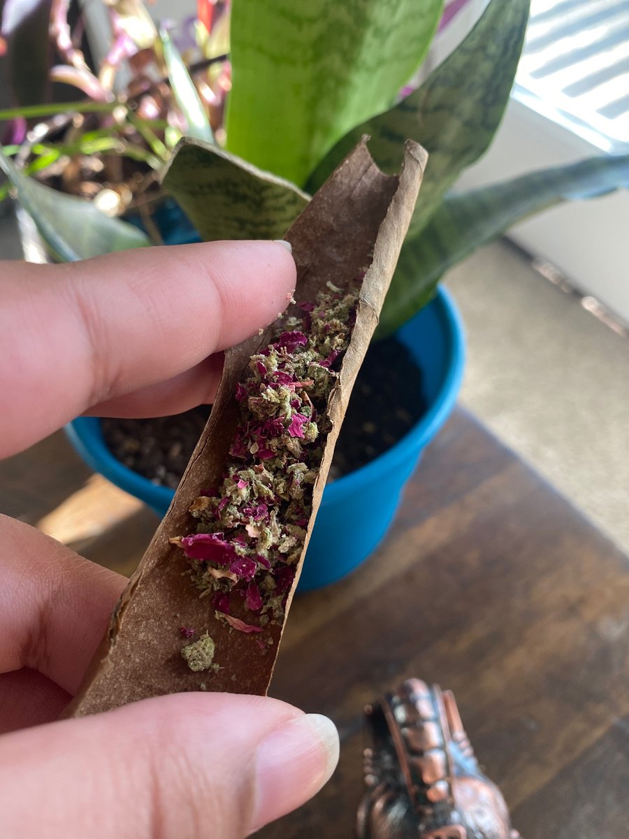 Ma_rxssa's tweet photo. when’s the last time someone rolled you a ritual L with rose petals? 😌🌹  

#ritualblunt #rosepetals #lgbt #rollup #rosepetalblunt #weed https://t.co/KuPBQYB4VH