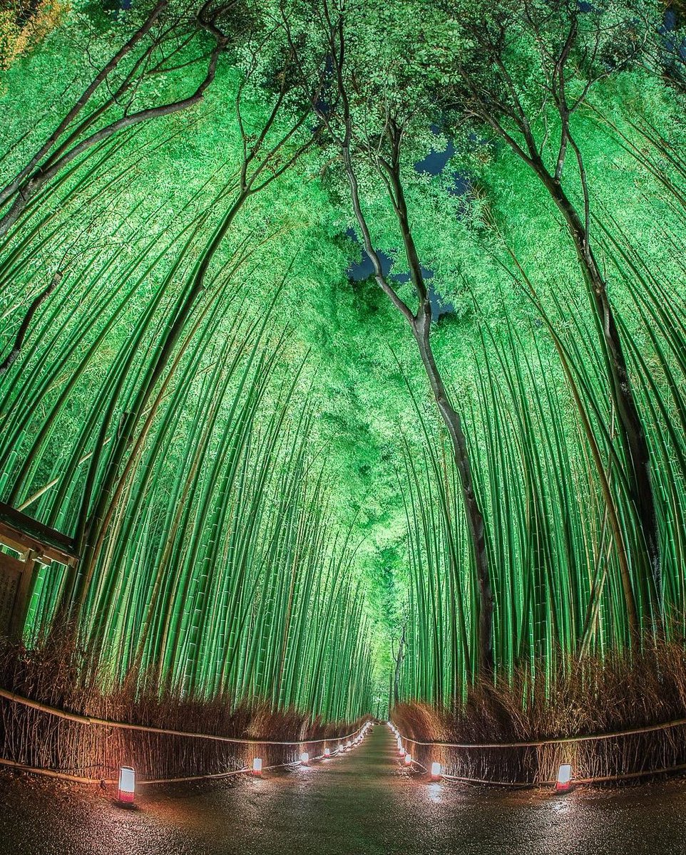 earth's tweet photo. The Arashiyama Bamboo Grove, a natural forest in Kyoto, Japan. https://t.co/tKSxoMBtGP
