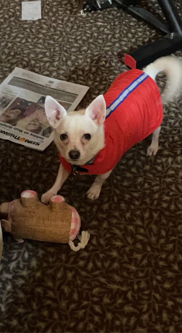 Merry Christmas all! I got a new coat and a stuffed piggy!