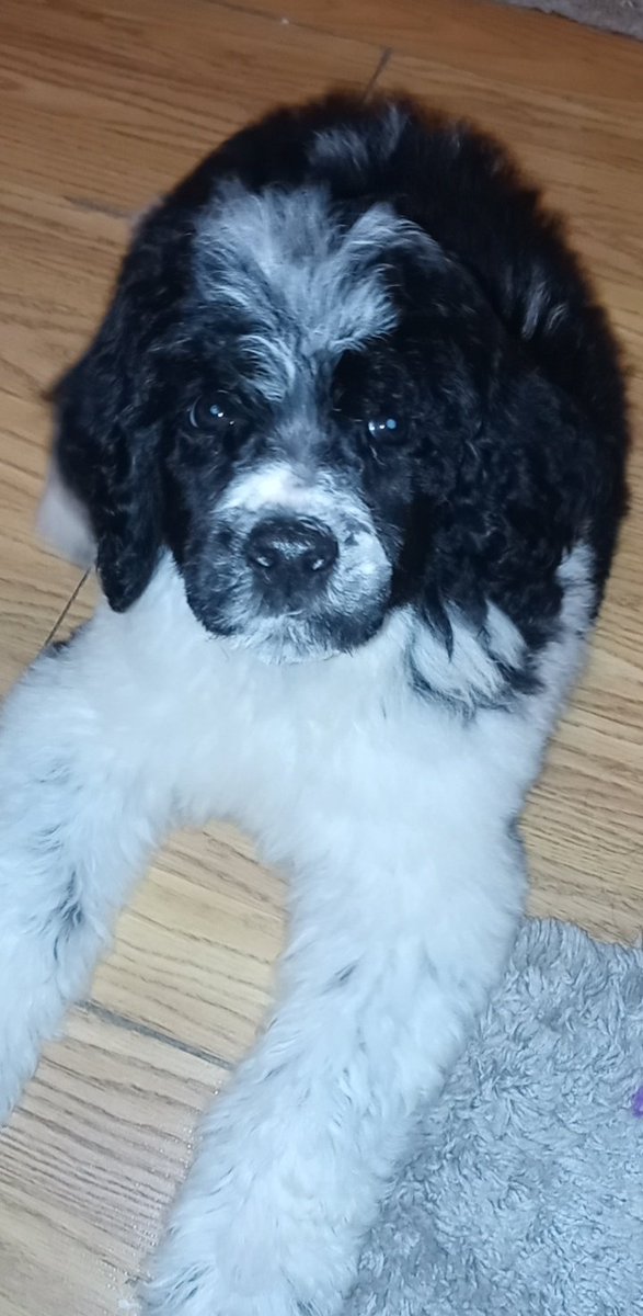 JordanLynn211's tweet photo. It's Crowley, Aleister Crowley. #standardpoodle https://t.co/eHthbbtFDt
