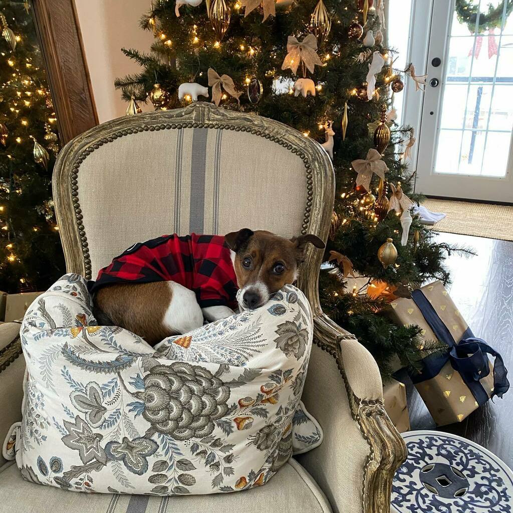 seansymington's tweet photo. Waiting patiently for Santa in his Christmas PJs. Merry Christmas! 🎄🐶🎄 https://t.co/ovmTtjVeX8