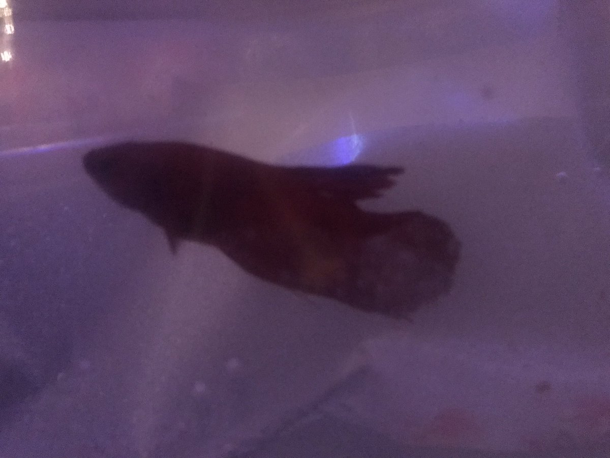 KaylaFr85025740's tweet photo. When your son gets himself a pet fish and names it after one of his favorite gamers. Say hello to Carpiplier. He literally asked if I tweeted @markiplier if he would like it 😂 #happybirthdayXav #carpiplier #markiplier https://t.co/EVyr6e3Fp7