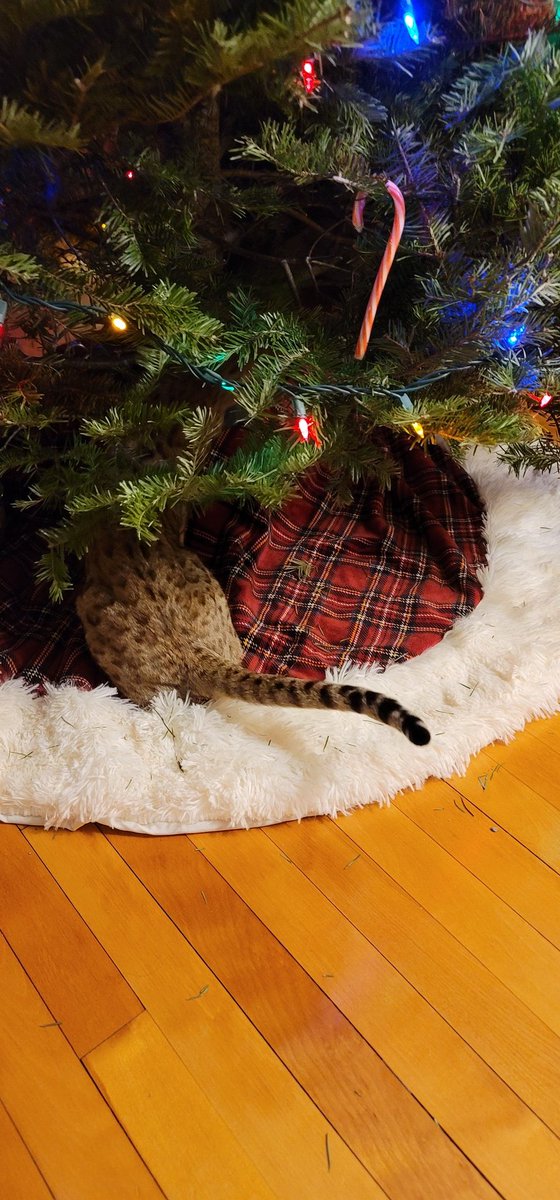 Stonz_camp's tweet photo. A Cokes tail. Twas the night before Christmas & all thru the house not a creature was stirring not even dada!
Merry Christmas eve all!!! π»ππ»
#CatsOfTwitter #cats #bengalcat #meowpositive2021 #ChristmasEve https://t.co/wHKRMmbGav