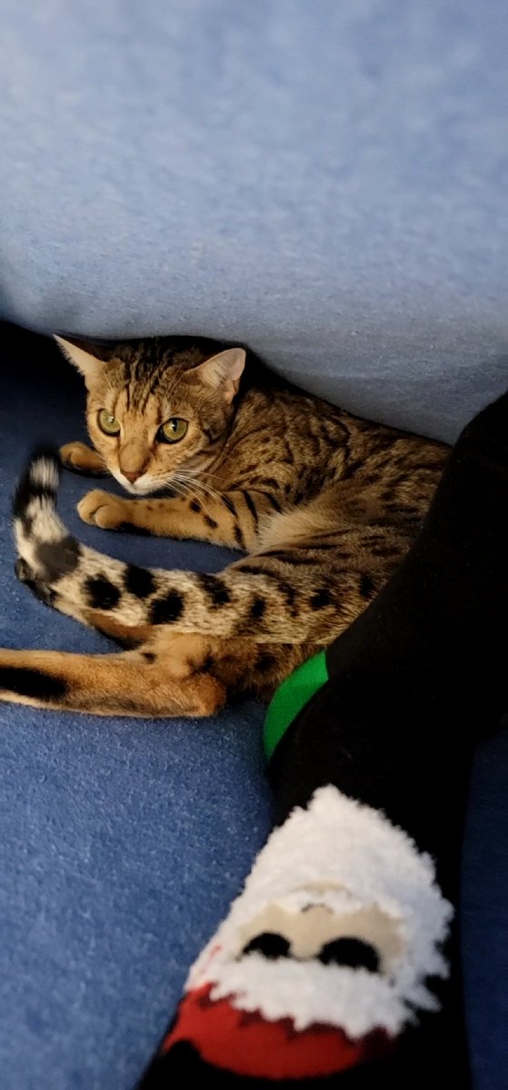 Stonz_camp's tweet photo. Meownight π» Den time. & tonight we waiting for the big guy to come!
I hope everyone had an amazing Christmas eve π So until Christmas please everyone be safe, sleep and meow well π»ππ»...
#CatsOfTwitter #cats #bengalcat #meowpositive2021 #ChristmasEve https://t.co/Alls9wCBLo
