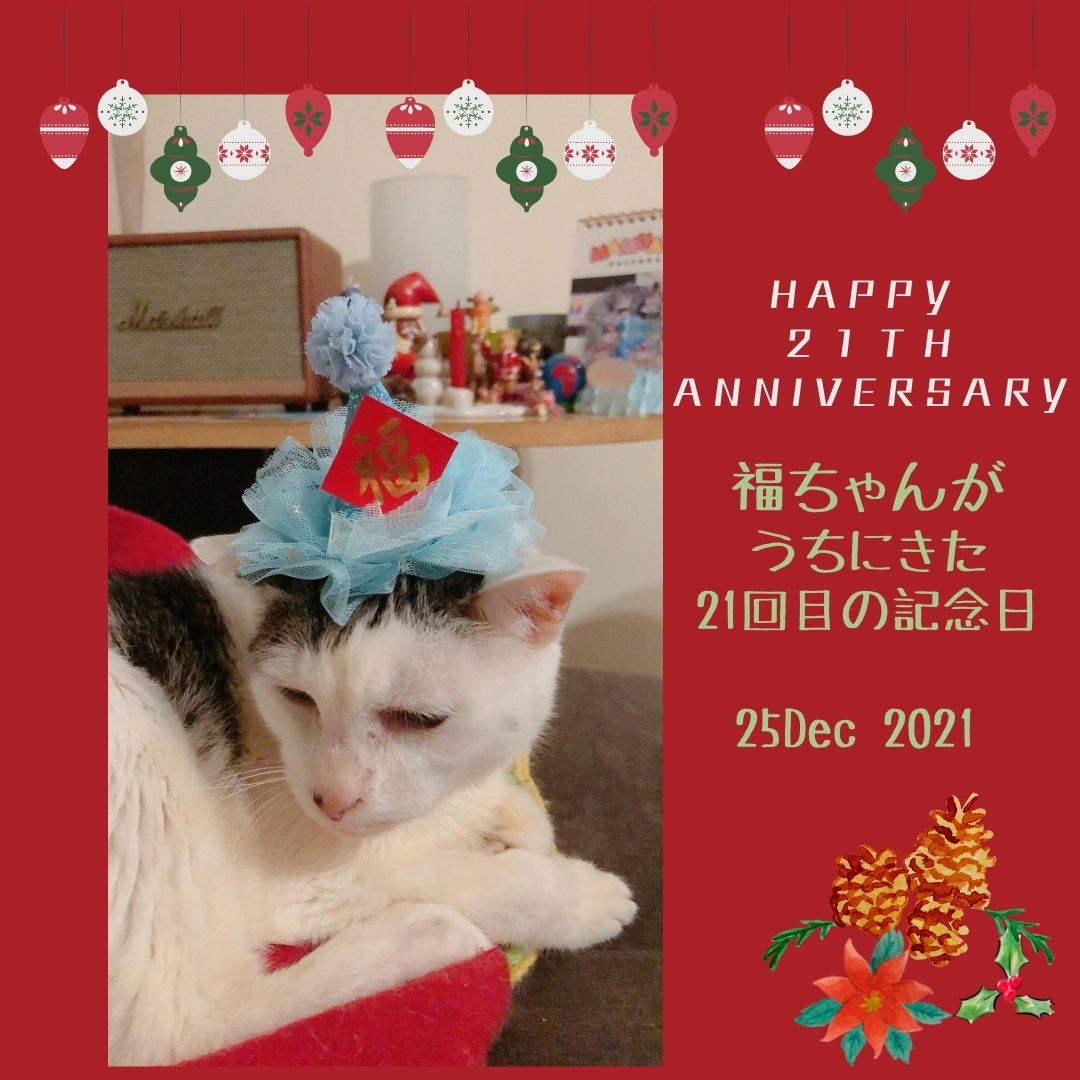 𝒎𝒊𝒎𝒊 香港ねこと台北暮らし Mimicafetw Twitter 𝒎𝒊𝒎𝒊 香港ねこと台北暮らし Mimicafetw Twitter