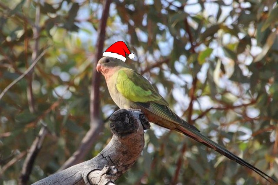 AWLandscapeSA's tweet photo. Merry Christmas and best wishes for a healthy, happy holiday season from all of us here at AW (and our festively dressed princess parrot). We hope you keep safe while spending time with loved ones during this festive season.
#Merrychristmas #endofyear #family #princessparrot https://t.co/LxB59vimy0