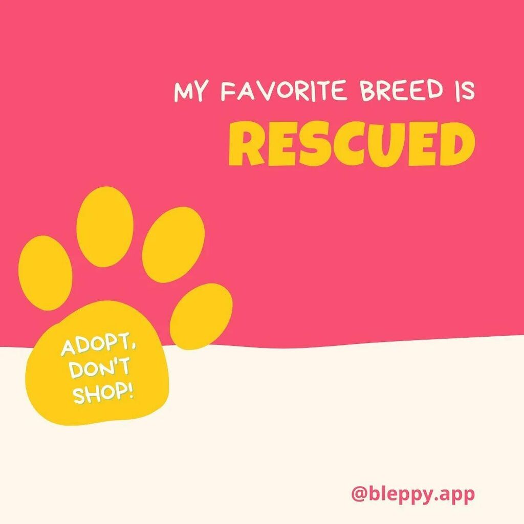 bleppyApp's tweet photo. Who is with me?
#adoptdontshop #adoptapet #bleppy https://t.co/TZeaQgDCHk
