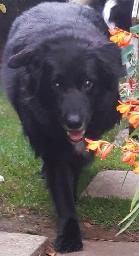Tetley4463's tweet photo. Tetley look after yr best buddy Hiro, together on rainbow bridge 🌈 xx❤🖤 https://t.co/wzzPJFydth