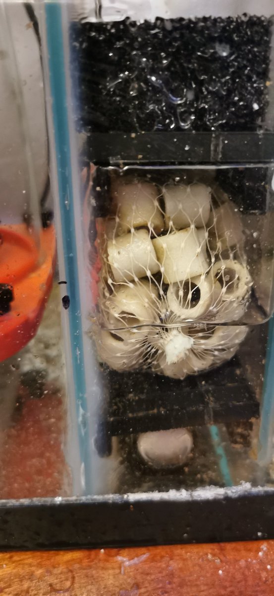 stutaylortweets's tweet image. Oof. When you clean your fish tank sump out on xmas eve and only after draining and chucking the water do you realise you don't have enough saltwater to top back up. Time to fire up the ro filter, yes at this time! #reeferlife #reeftank