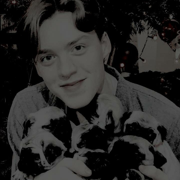 STARZB0Y's tweet photo. MERRY  PUGMAS!  i  mean . . . christmas .  merry  christmas ! 
only  the  best  wishes from the
bennet family. ─ dogs included . 
🎄❤🐶 https://t.co/hE87yUtNqk