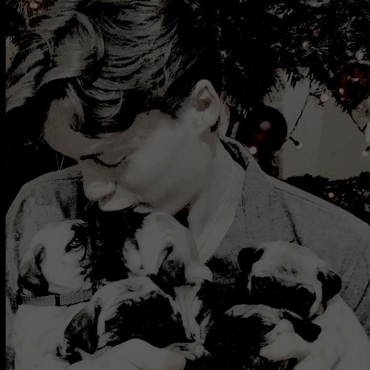STARZB0Y's tweet photo. MERRY  PUGMAS!  i  mean . . . christmas .  merry  christmas ! 
only  the  best  wishes from the
bennet family. ─ dogs included . 
🎄❤🐶 https://t.co/hE87yUtNqk