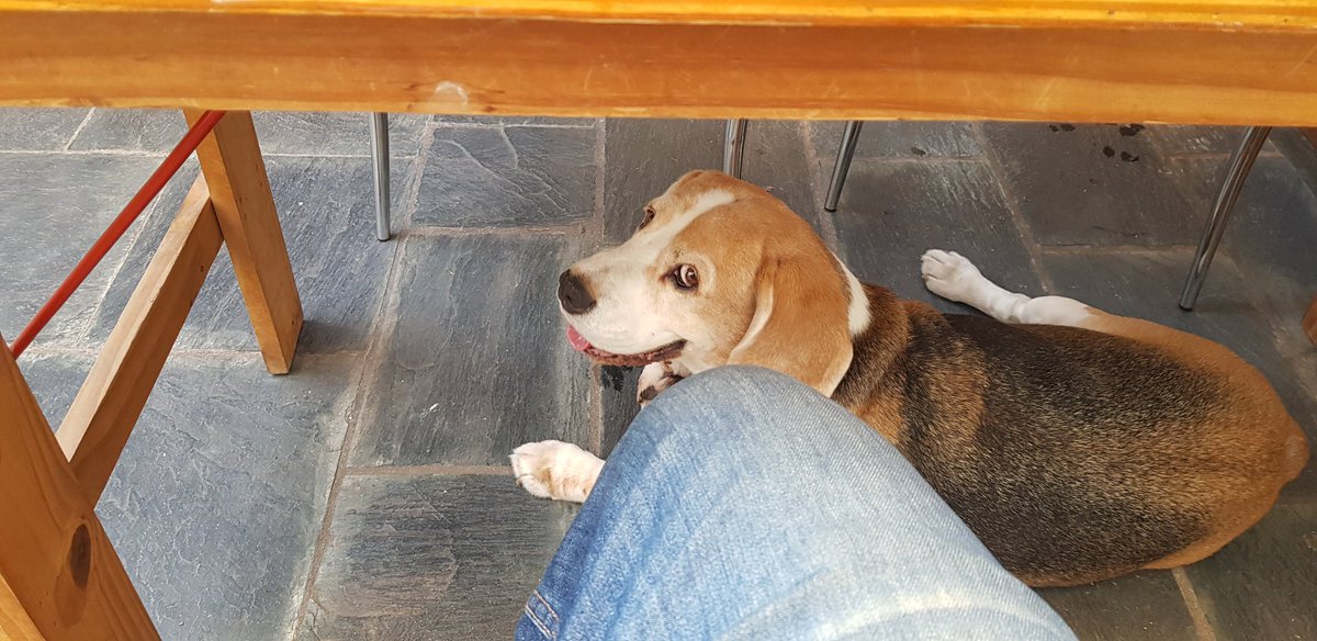 FerConfe's tweet image. Me mira como diciéndome 'estás seguro de que en Nochebuena no va a llover'...Sí, quedate tranquilo, ni una gota va a caer por acá. Sin lluvia y muy calurosa esta Navidad.