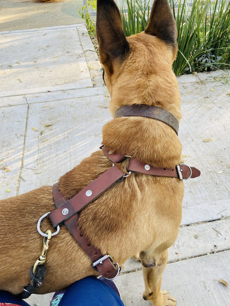 lilithserena's tweet photo. #paseo de #perrote https://t.co/W4nU3LlH9c