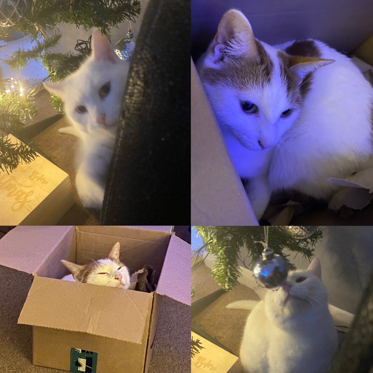 SENkickboxer's tweet photo. My #3goodthings today:
1. Day spent mostly chilling with my husband and the cats π±
2. Flower delivery and steamer delivery which is helping my chest before bed π
3. Some lovely friends (especially those of you on here checking in on me) π love #edutwitter #twends #friends https://t.co/ok7NUxZhfw