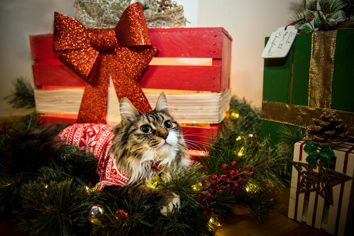 cydneymandrew's tweet photo. Merry Christmas and Happy Holidays from #KananTheKitten and I 🎄❤️ https://t.co/m0tEy5jPQk