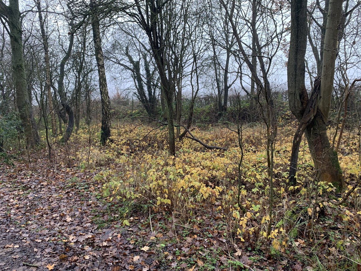 DelepChimney's tweet photo. Todays #dogwalk through the #trees on the #Rowthorne Trail, one of the former #coalfield lines in #Derbyshire and #Nottinghamshire of which there are many #NaturePhotography https://t.co/9Ny1oPZmDG