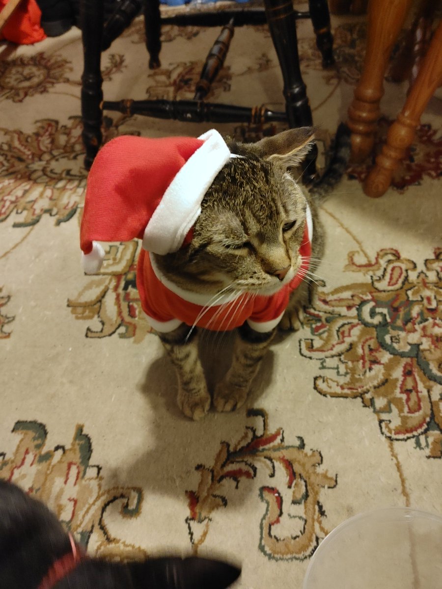 Merry Christmas &amp; Happy Holidays!

Be sure to leave out some catnip &amp; cream this #ChristmasEve otherwise Grumpus the Cat may pay you a visit to leave litter-balls in your stockings!
You're a mean one... Mr. Grumpus.

#Christmas #celebration #cats #familyfun #HappyHolidays