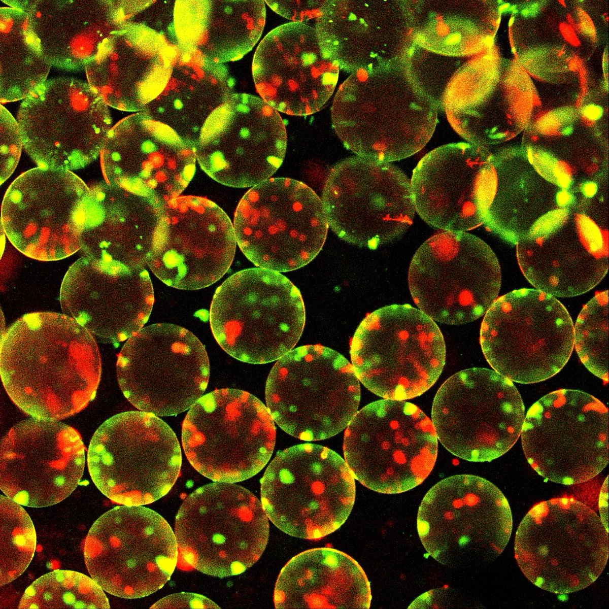 Merry Christmas from these micro-baubles 🎄 (oil-in-water droplets) super stable and super beautiful with thanks to <a href="/YuanGAOBME/">GY</a>