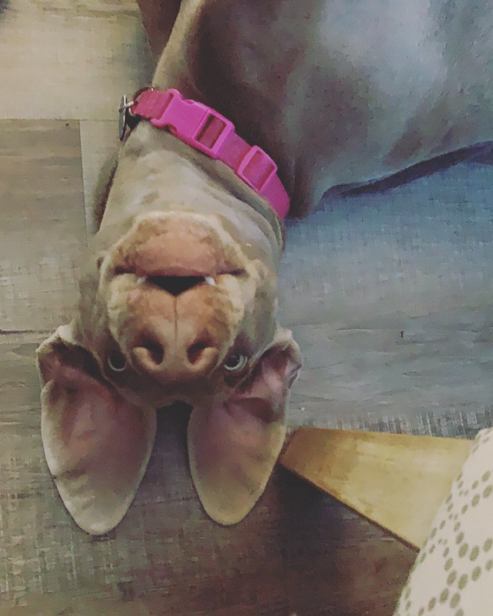 therealMNAngela's tweet photo. @SonjatMorgan Congrats here’s our latest Wanda the Weim! Happy Holidays https://t.co/x1GgGxmby2