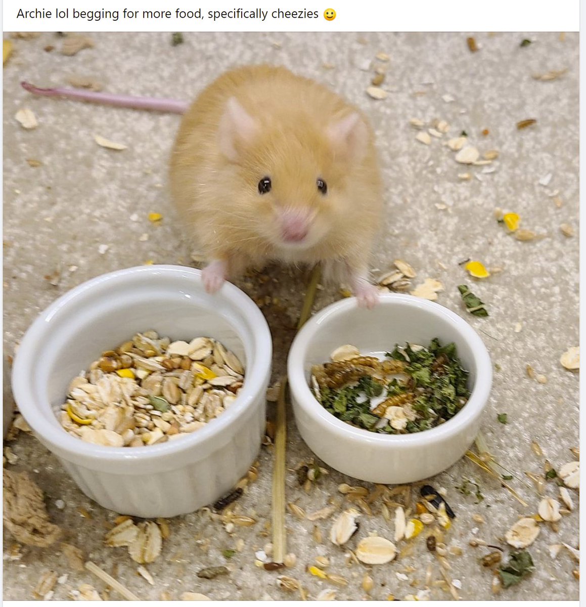 WholesomeMeme's tweet photo. My friend has a mouse youtube "CreekValleyCritters", this was just too cute and I had to share. https://t.co/7KfmvkJuIL