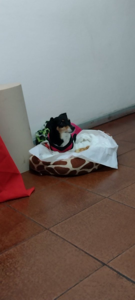 NPolvilho's tweet photo. Rolando um churrasco na casa da Vovó humana e nada para mim. 🎄🍢
Para minha fã número 1: @Clinicapsiqui https://t.co/BuuB8mUnXw