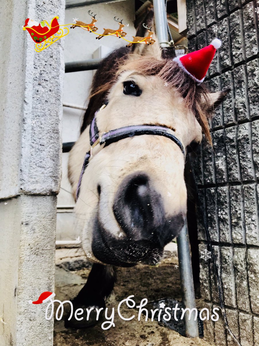 Cosmos_Samurai's tweet photo. 🎅🎄✨

#吉川八幡神社 
#御神馬いづめ 
#御神馬
#いづたん
#YoshikawaHachimanShrine
#SacredHorse
#horse
#合戦馬
#木曽馬
#Christmas
#merrychristmas
#santacruz
#santaclaus
#メリークリスマス
#クリスマス
#サンタクロース
#サンタ
#めりーくりすます 
#くりすます https://t.co/kXtdTHoxQn