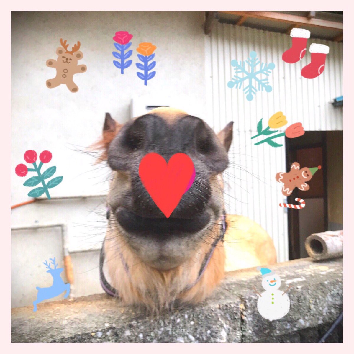 Cosmos_Samurai's tweet photo. 🎅🎄✨

#吉川八幡神社 
#御神馬いづめ 
#御神馬
#いづたん
#YoshikawaHachimanShrine
#SacredHorse
#horse
#合戦馬
#木曽馬
#Christmas
#merrychristmas
#santacruz
#santaclaus
#メリークリスマス
#クリスマス
#サンタクロース
#サンタ
#めりーくりすます 
#くりすます https://t.co/kXtdTHoxQn