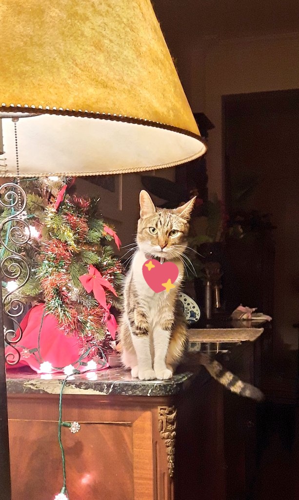 malexiar's tweet photo. No los quiero enamorar, pero Poppy se pasea por el arbolito y ni lo toca. 💖🎄😻 #SweetPoppy #MerryChristmas #FelizNavidad #CatLovers https://t.co/5sohJKeCZ4