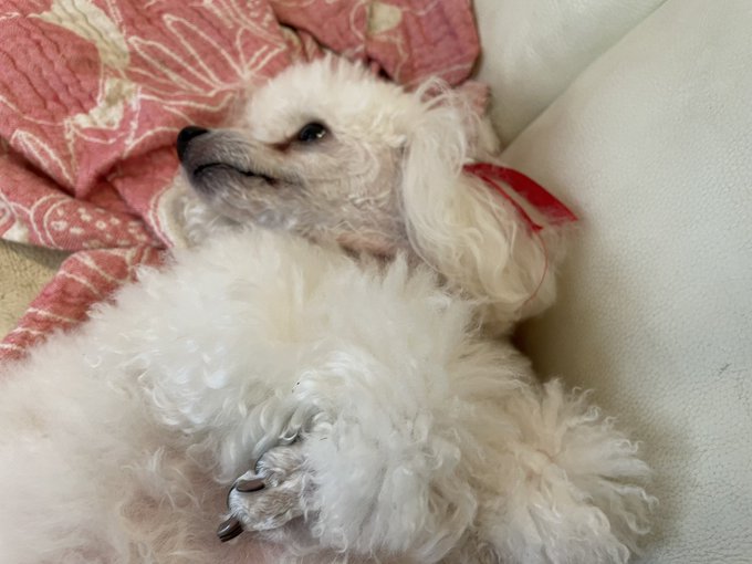 メリークリスもふ 