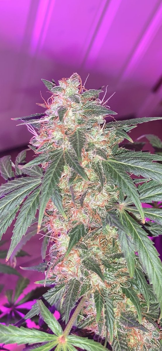 GroveGrower's tweet photo. 🎵🎤 She’s reaaaaaady!!!!!!
Gorilla Glue getting the chop after 🎄 🎅   #growyourown #Mmemberville #UnitFarmLED #TheSensei https://t.co/rQnpjJu1x3
