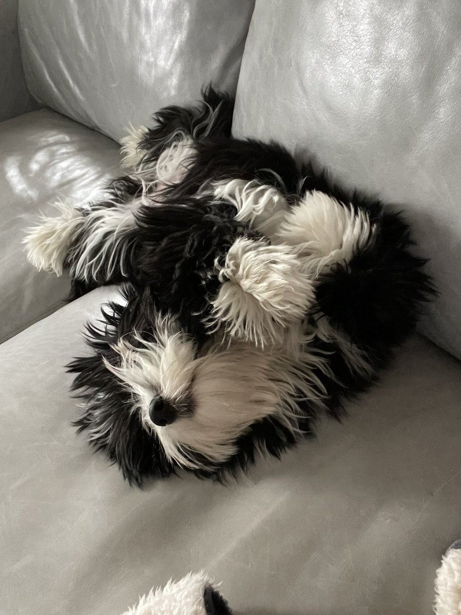 dearkara's tweet photo. @SonjatMorgan #havanese https://t.co/AoorGNsziv