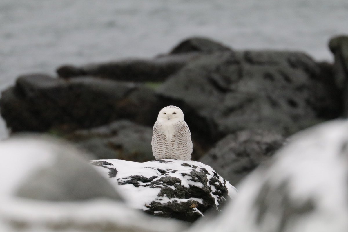 JennyPenny1119's tweet photo. A Snowy Christmas Eve! #birding #RhodeIsland https://t.co/dlArczl4Ck