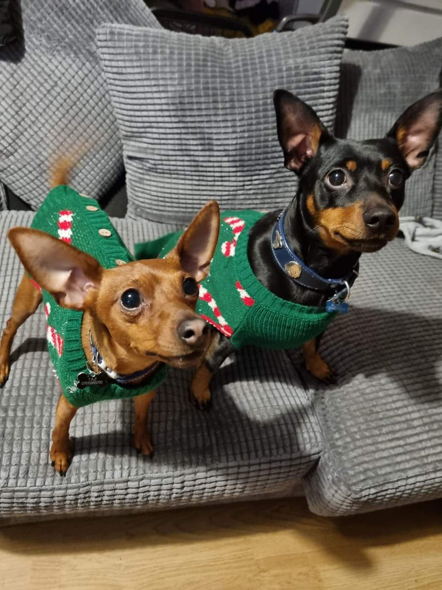 ahilly72's tweet photo. @SarahChampion Merry Christmas Sarah, thanks for keeping us all entertained for the last 12 months. Hope you have a wonderful time. Roco and Taz hope you do too https://t.co/0fceQxaCZm