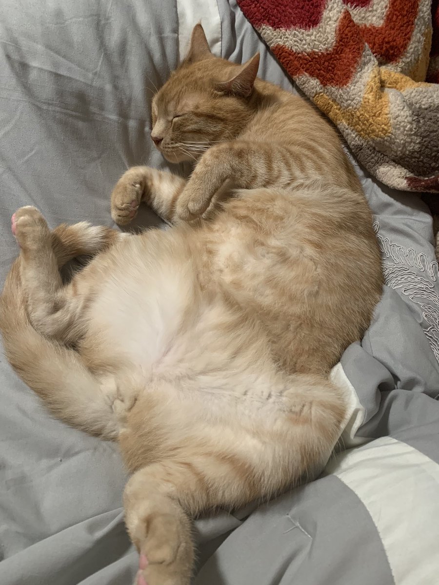 TGDWellness's tweet photo. Happy Holidays from this sleepy kitty! 

#AdoptDontShop #HappyHolidays #CatsOnTwitter #CBD #catsatchristmas https://t.co/TCvyCeWPxT