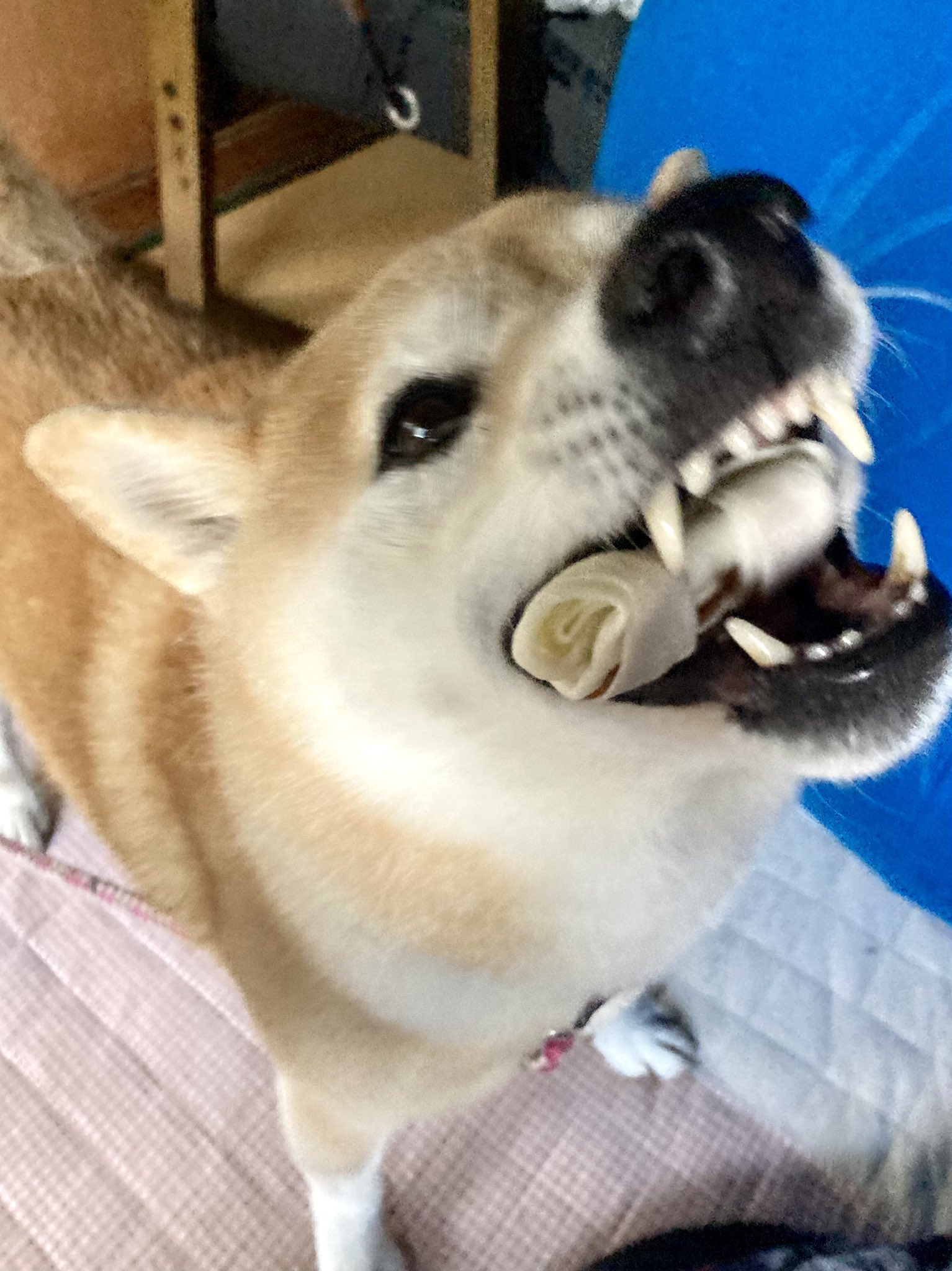 Inubot 犬には犬のほねっこ そんな元気いっぱい受け取ってくれてありがとね ほねっこ浮いてるよ T Co 7zml5vbfjg Twitter