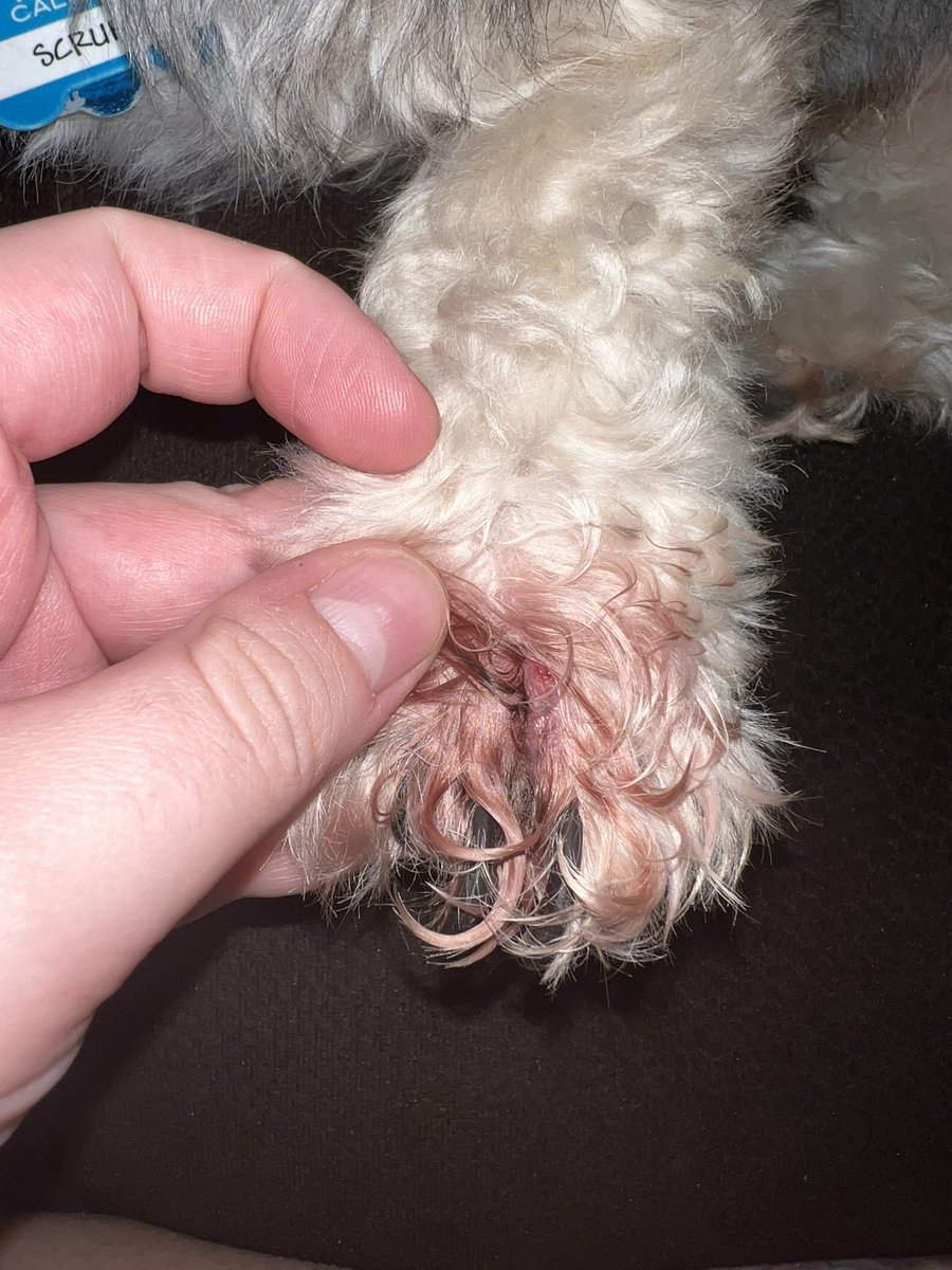 Hi everypaw! Me momma seen me paw had blood on it and momma finks there a growth.. anypaw have something like dis too? It know what it be? #dogsoftwitter #help #vet