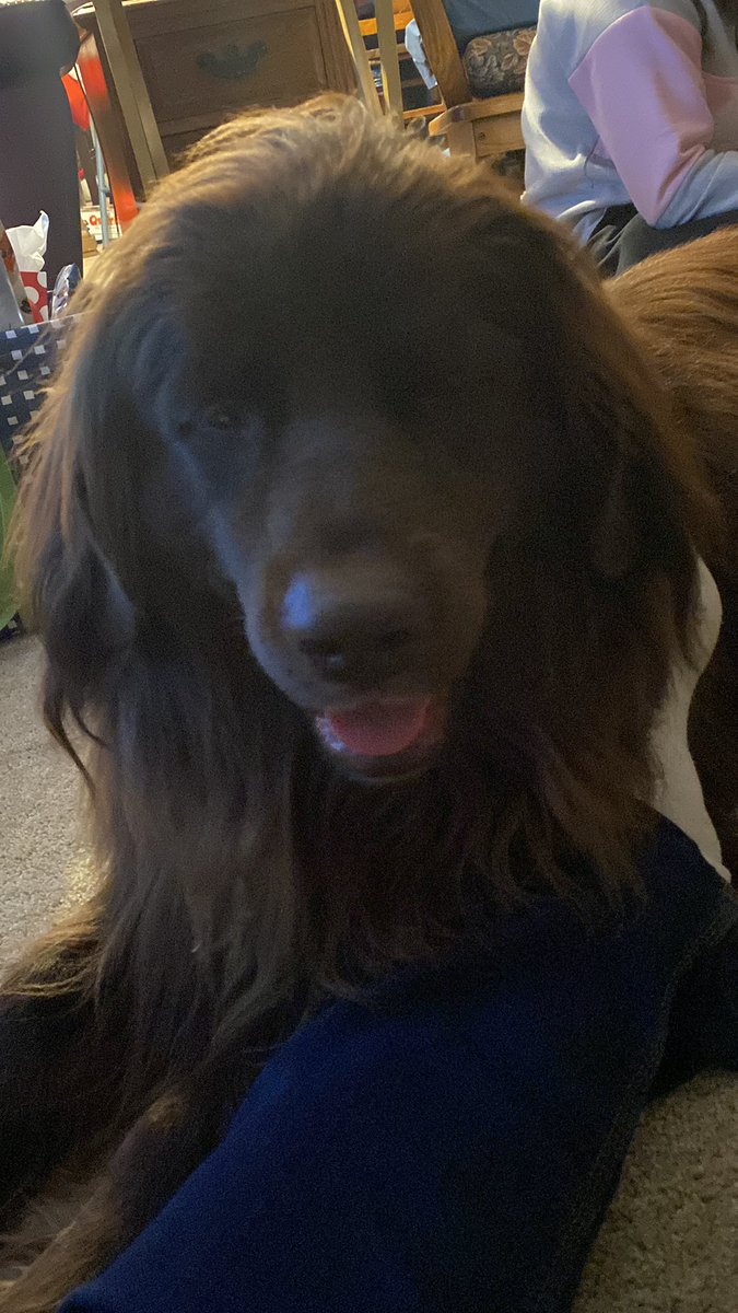 Thor is having a good time at the farm for Christmas